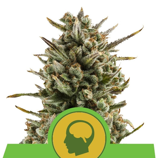 Auto Amnesia Haze 1 ud. fem. Royal Queen