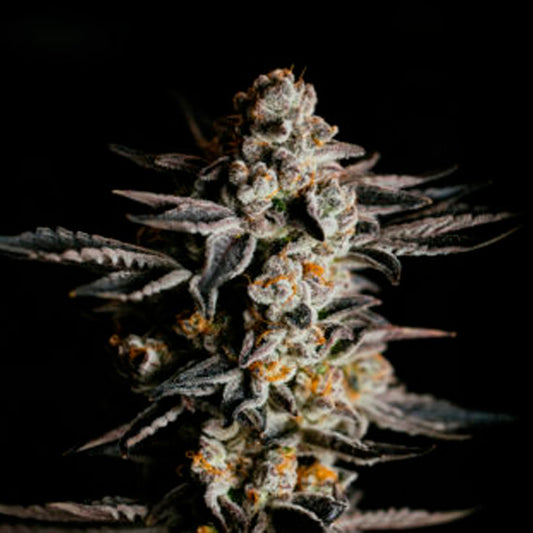 Auto Amnesia Haze 5 u. fem. Expert Seeds