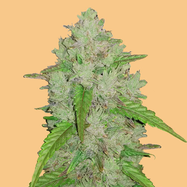 Auto Amnesia Haze 5 pc. fem. FastBuds Seeds