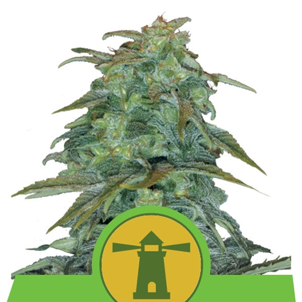 Auto Amnesia Haze 10 unità femm. Royal Queen