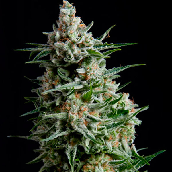 Auto Anesthesia 3 u. fem. Pyramid Seeds