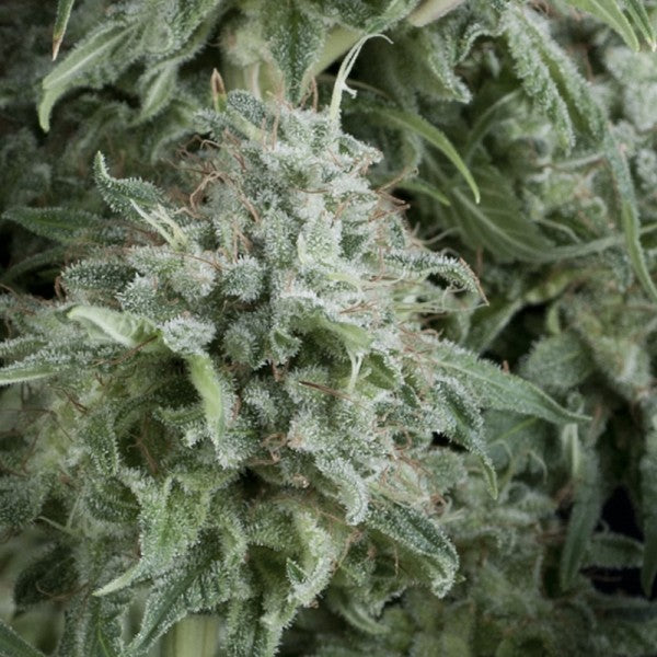 Auto Anubis 3 units feminized Pyramid Seeds