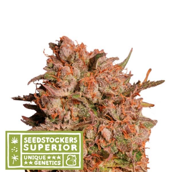 Auto Apollo Black Cherry fem. 1 pc. Seedstockers Superior