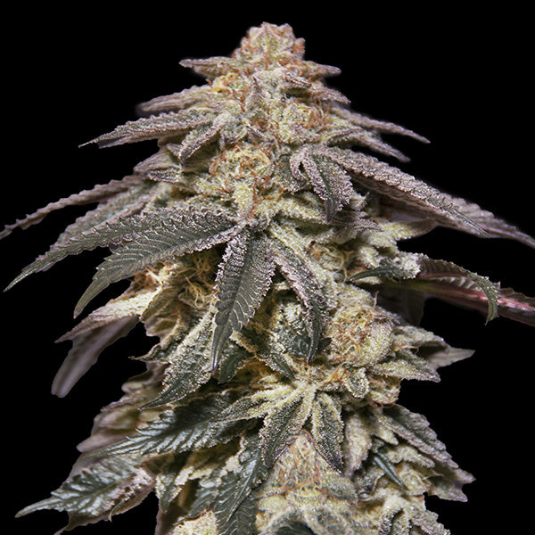 Auto Apple Bananas 25 u. fem. 00 Seeds