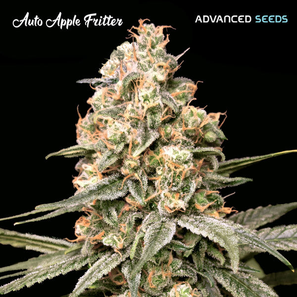Auto Apple Fritter   3 + 1 u. fem. Advanced Seeds