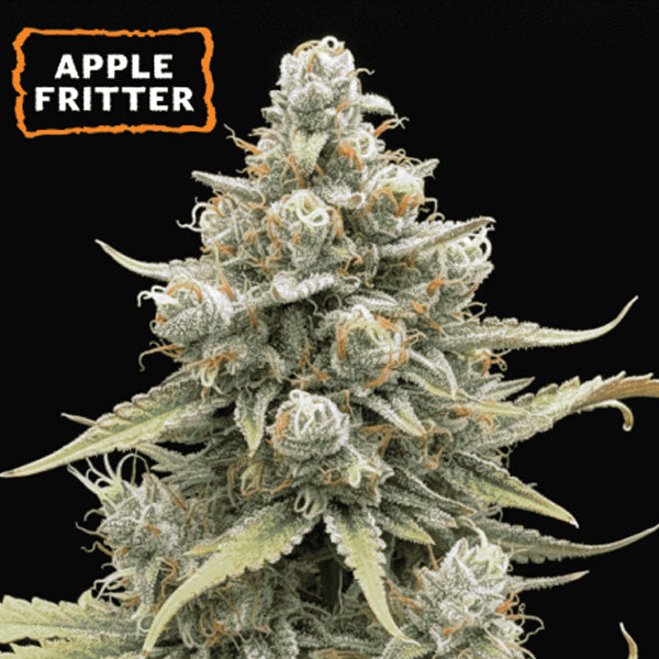 Auto Apple Fritter  fem.   15 u. Seedstockers