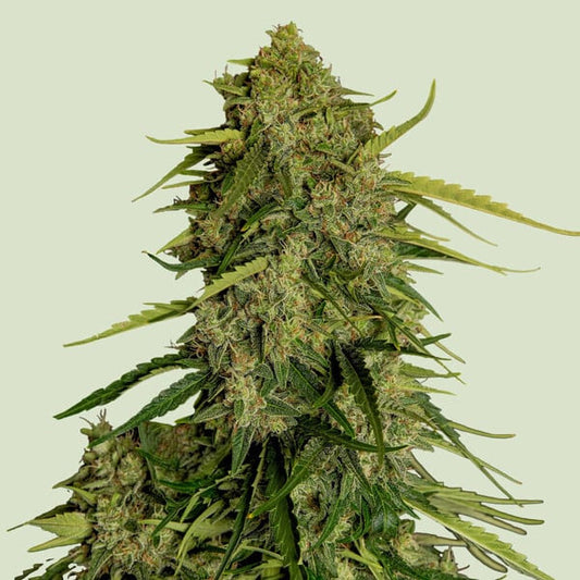 Auto Atlas CBD F1 - 5 unità fem. Royal Queen