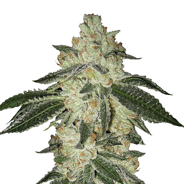 Auto Aurora Indica 10 pz. fem. Nirvana