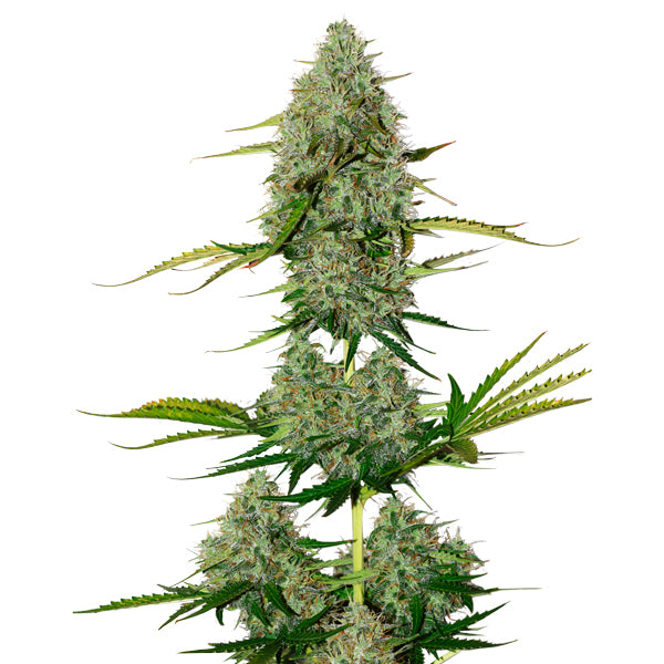 Auto BCN Critical XXL fem. 1 pc. Seedstockers