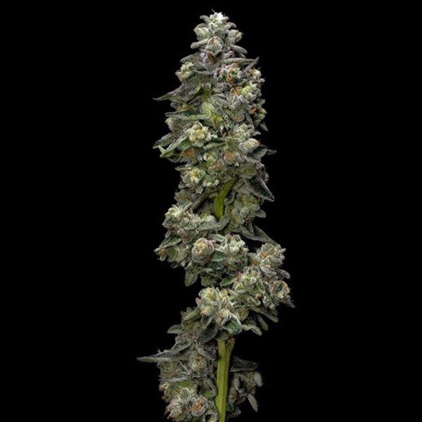 Auto Baker's Delight 10 pc. fem. DNA Genetics