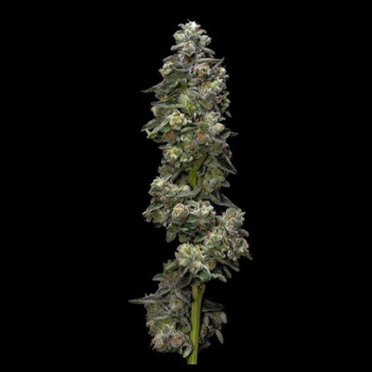 Auto Baker's Delight 3 u. fem. DNA Genetics