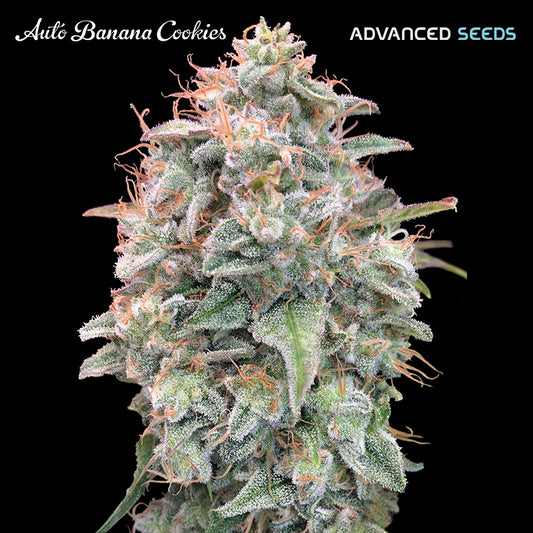 Auto Banana Cookies 25 u. fem. Advanced Seeds