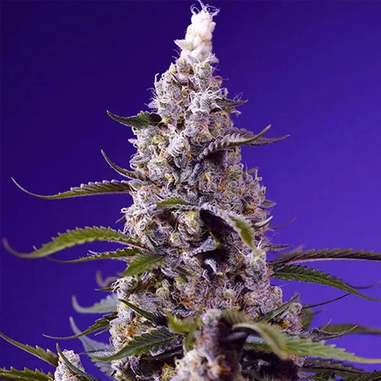Auto Banana Cream Cake XL   3+1 u. fem. Sweet Seeds