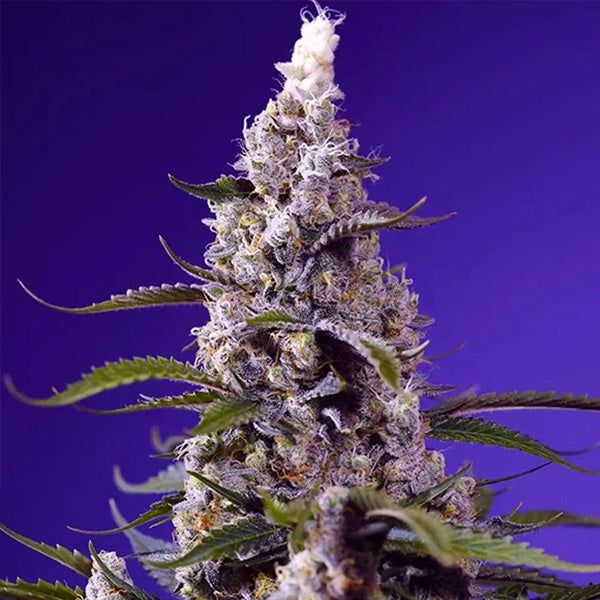 Auto Banana Cream Cake XL 100 u. fem. Granel Profesionales Sweet Seeds