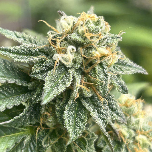 Auto Banana Dessert 3 u. fem R-Kiem Seeds