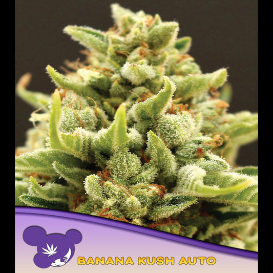 Auto Banana Kush 3 u. fem Anesia
