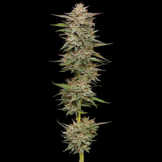 Auto Banana OG 3 u. fem Humboldt Seeds Company