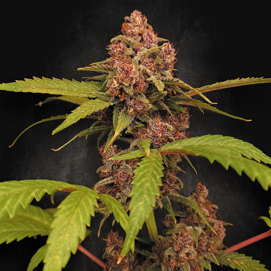 Auto Banana Purple 10 u. fem. Paradise Seeds