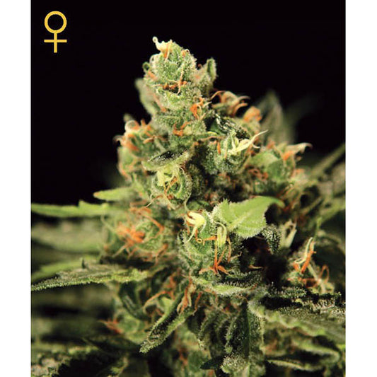 Auto Big Bang 5 ud. fem. Green House