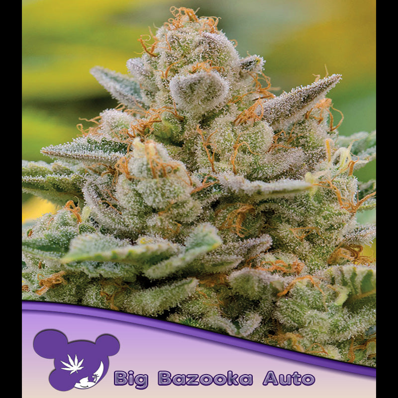 Auto Big Bazooka 10 pz. fem Anesia