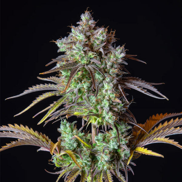 Auto Big Bud 5 pc. fem. FastBuds Seeds