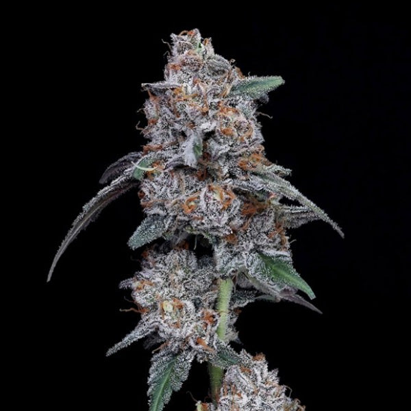 Auto Big Mac 3 ud. fem. DNA Genetics