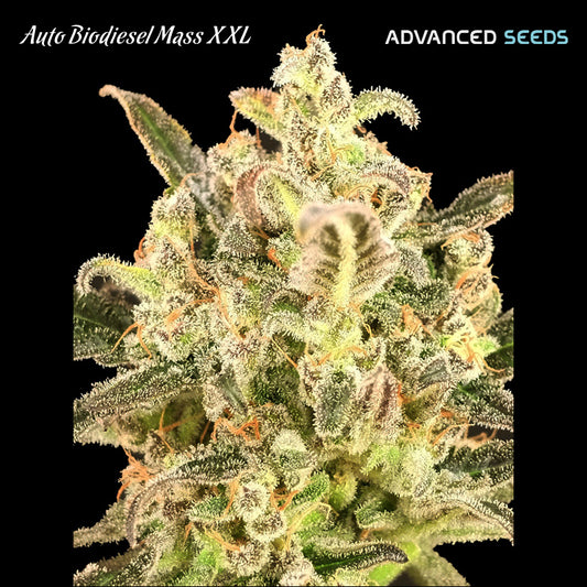 Auto Biodiesel Mass XXL 3 + 1 pz. femm. Advanced Seeds