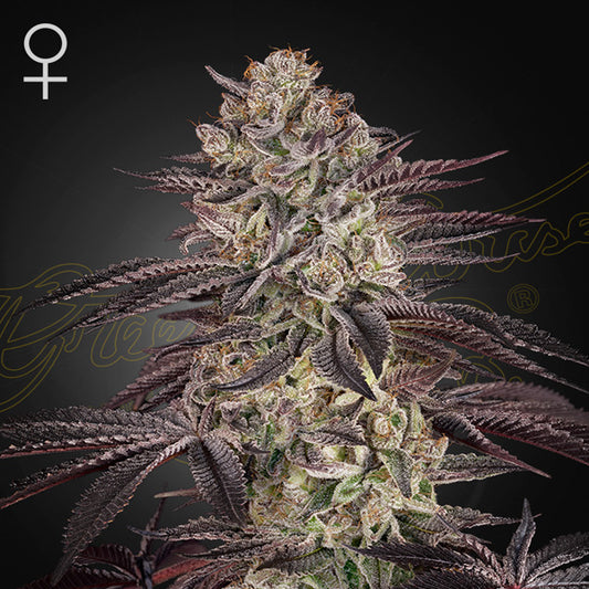 Auto Biscotti 10 u. fem. Green House