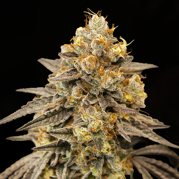 Auto Biscotti Zkittlez  5 u. fem. 00 Seeds