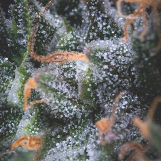Auto Black Cherry Punch 3 units fem. Pyramid Seeds