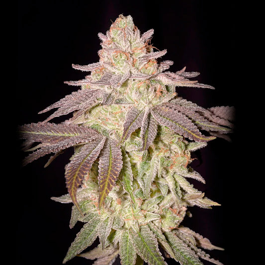 Auto Black Toffee  3 u. fem. Green House