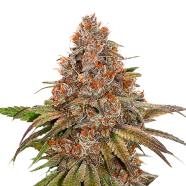 Auto Blackberry Gum fem. 3 pk. Seedstockers