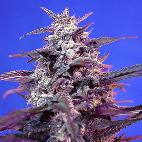 Auto Bloody Skunk   3+1 semi femminizzati Sweet Seeds