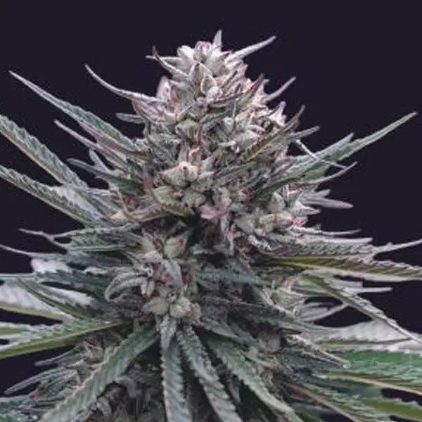 Auto Blubonik  5 u. fem. Genehtik