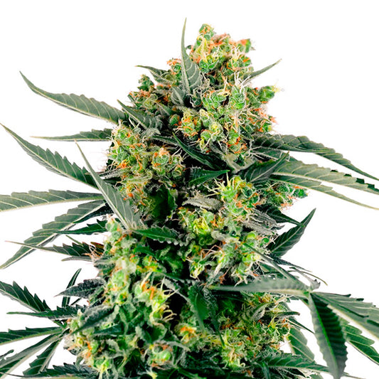 Auto Blue Berry Skittlez  5 u. fem. Sensi Seeds Research