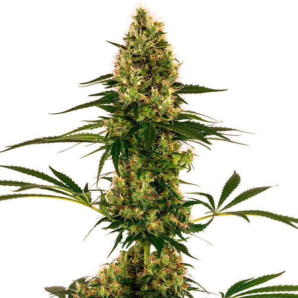 Auto Blue Bullet 3 pz. fem. Sensi Seeds