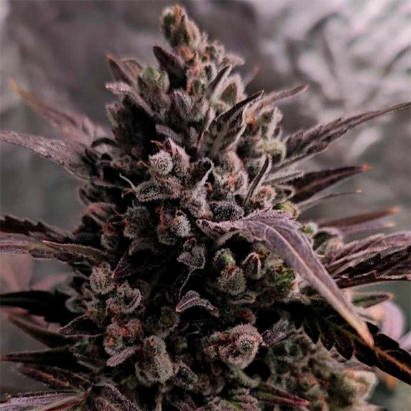Auto Blue Cheese 6 u. The Original Big Buddha Family Farms