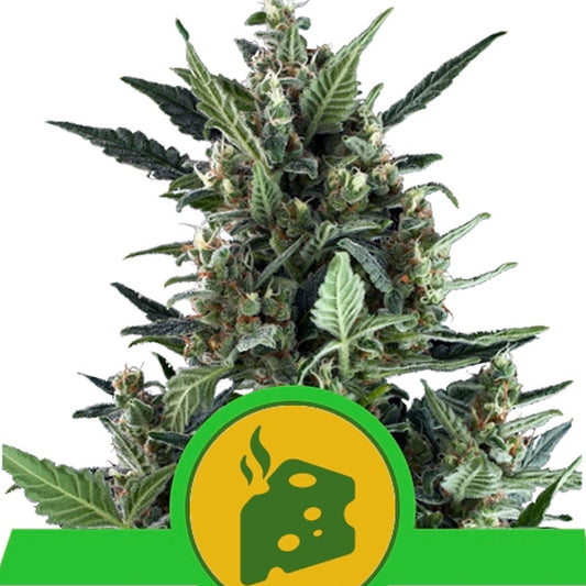 Auto Blue Cheese 10 pz. fem. Royal Queen