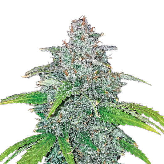 Auto Blue Dream  10 u. fem. Nirvana