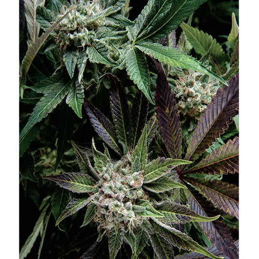 Auto Blue Pyramid 1 unit blister x 12 units fem. Pyramid Seeds