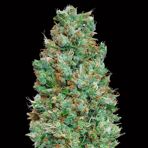Auto Blueberry   3 u. fem. 00 Seeds