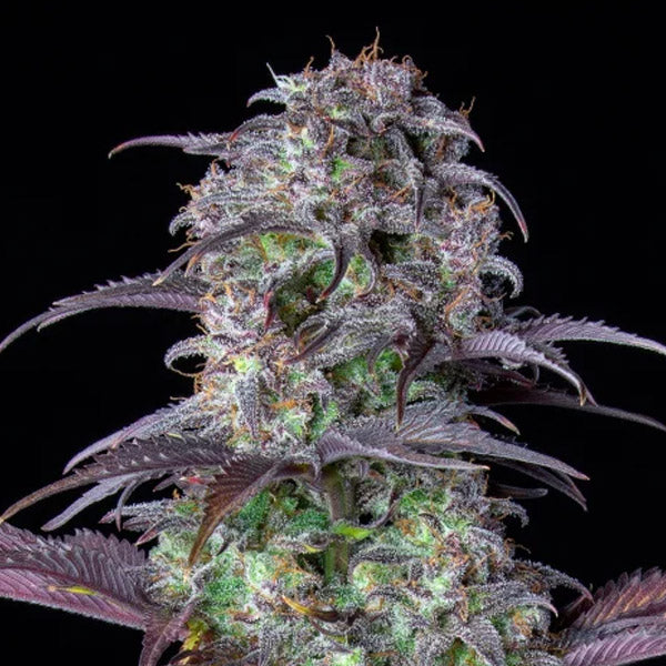 Auto Blueberry 10 pc. fem. FastBuds Seeds