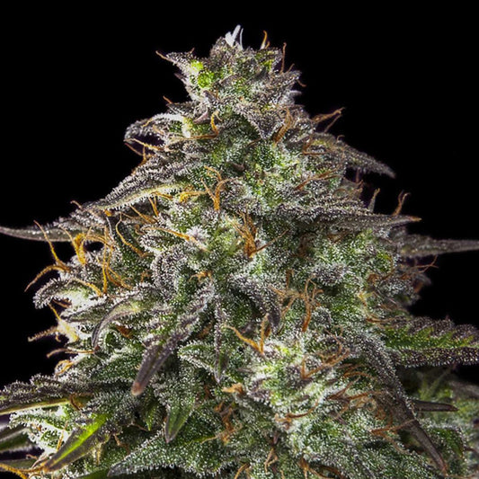 Auto Blueberry Cheesecake  4 u. fem. Female Seeds