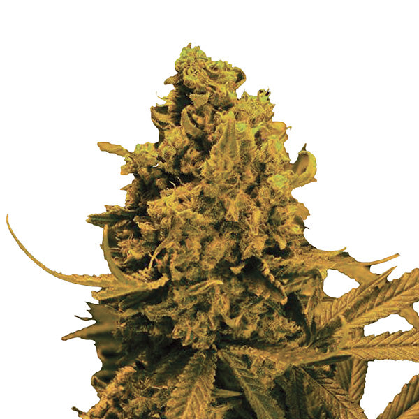Auto Blueberry Kush 10 pz. fem. Nirvana