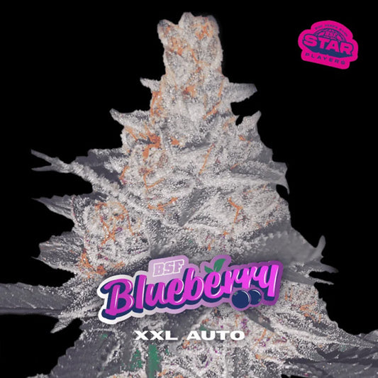 Auto Blueberry XXL  7 u. fem BSF Seeds