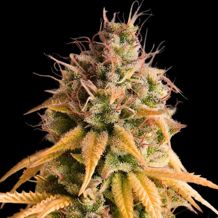 Auto Bonkers 3 female Empire Seeds