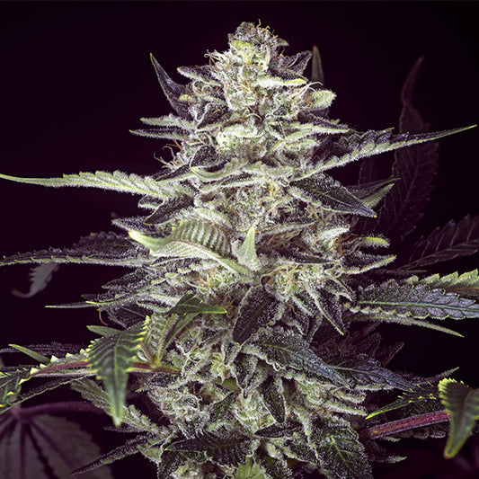 Auto Brain Stroke 25 ud High Speed Buds
