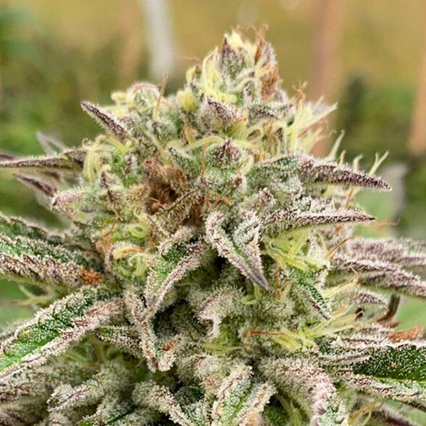 Auto Brake-up Cake   5 u. fem. Kannabia Seeds