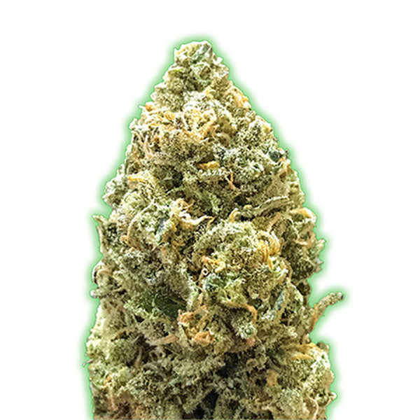 Bruce Banner Auto 10 pcs. fem. Monster Genetics