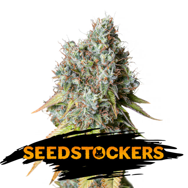 Auto Bruce Banner fem. 1 u. Seedstockers
